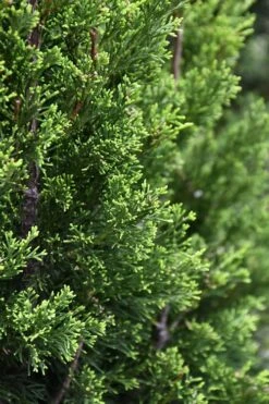 Brodie Eastern Red Cedar - 7 Gallon Pot (3-4') 10 Brodie Eastern Red Cedar - 7 Gallon Pot (3-4') -Garden Plants Shop juniperus virginiana brodie eastern red cedar 3