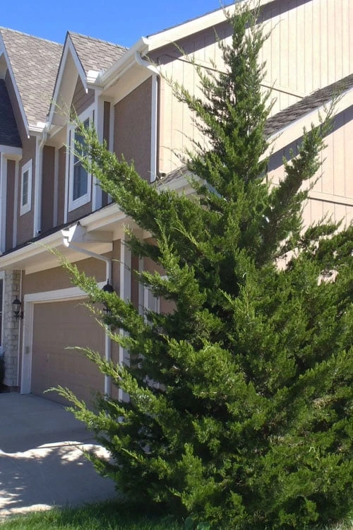 Canaertii Juniper (Red Cedar) - 7 Gallon Pot (4-5') 3 Canaertii Juniper (Red Cedar) - 7 Gallon Pot (4-5')