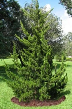 Canaertii Juniper (Red Cedar) - 7 Gallon Pot (4-5') 11 Canaertii Juniper (Red Cedar) - 7 Gallon Pot (4-5') -Garden Plants Shop juniperus virginiana canaertii eatern red cedar 2