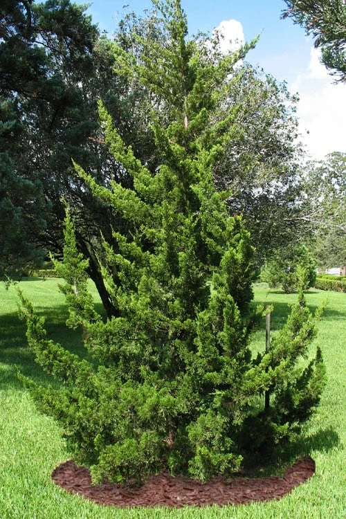 Canaertii Juniper (Red Cedar) - 7 Gallon Pot (4-5') 7 Canaertii Juniper (Red Cedar) - 7 Gallon Pot (4-5') - Image 5