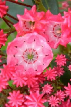 Sarah Pink Mountain Laurel (Kalmia Latifolia) - 3 Gallon Pot -Garden Plants Shop kalmia latifolia sarah mountain laurel 2