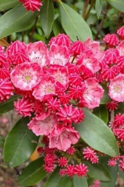 Sarah Pink Mountain Laurel (Kalmia Latifolia) - 3 Gallon Pot -Garden Plants Shop kalmia latifolia sarah mountain laurel 3