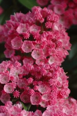 Sarah Pink Mountain Laurel (Kalmia Latifolia) - 3 Gallon Pot -Garden Plants Shop kalmia latifolia sarah mountain laurel 4