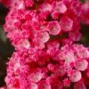 Sarah Pink Mountain Laurel (Kalmia Latifolia) - 3 Gallon Pot -Garden Plants Shop kalmia latifolia sarah mountain laurel 8
