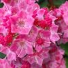 Show Time Mountain Laurel (Kalmia Latifolia) - 3 Gallon Pot 2 Show Time Mountain Laurel (Kalmia Latifolia) - 3 Gallon Pot -Garden Plants Shop kalmia latifolia show time mountain laurel 1