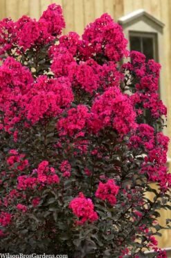Black Diamond 'Mystic Magenta' Crape Myrtle - 3 Gallon Pot 11 Black Diamond 'Mystic Magenta' Crape Myrtle - 3 Gallon Pot -Garden Plants Shop lagerstroemia indica black diamond mystic magenta crape myrtle 1 1