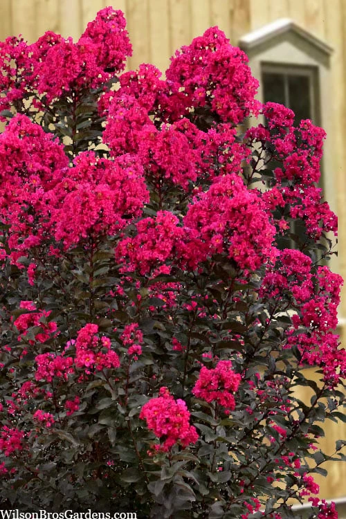 Black Diamond 'Mystic Magenta' Crape Myrtle - 7 Gallon Pot 7 Black Diamond 'Mystic Magenta' Crape Myrtle - 7 Gallon Pot - Image 5