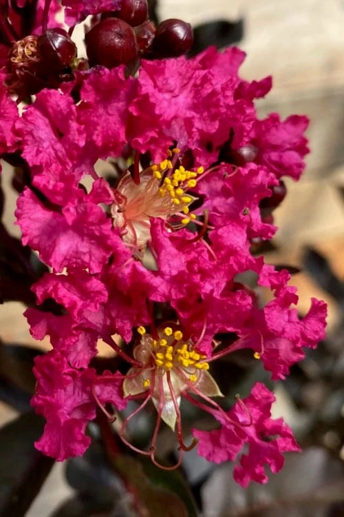 Black Diamond 'Mystic Magenta' Crape Myrtle - 3 Gallon Pot 6 Black Diamond 'Mystic Magenta' Crape Myrtle - 3 Gallon Pot - Image 4