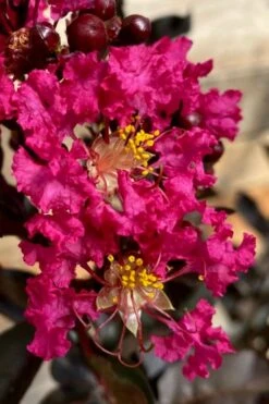 Black Diamond 'Mystic Magenta' Crape Myrtle - 7 Gallon Pot 10 Black Diamond 'Mystic Magenta' Crape Myrtle - 7 Gallon Pot -Garden Plants Shop lagerstroemia indica black diamond mystic magenta crape myrtle 3