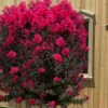 Black Diamond 'Mystic Magenta' Crape Myrtle - 7 Gallon Pot -Garden Plants Shop lagerstroemia indica black diamond mystic magenta crape myrtle 6