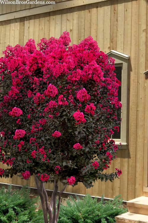 Black Diamond 'Mystic Magenta' Crape Myrtle - 7 Gallon Pot 3 Black Diamond 'Mystic Magenta' Crape Myrtle - 7 Gallon Pot