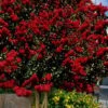 Dynamite Red Crape Myrtle - 7 Gallon Pot (3-4') -Garden Plants Shop lagerstroemia indica dynamite 201