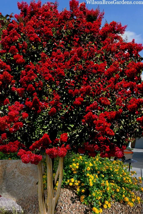 Dynamite Red Crape Myrtle - 7 Gallon Pot (3-4') 3 Dynamite Red Crape Myrtle - 7 Gallon Pot (3-4')