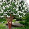Natchez White Crape Myrtle (Multi Trunk) - 7 Gallon Pot (3-4') -Garden Plants Shop lagerstroemia indica natchez crape20myrtle tree 50