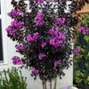 Black Diamond 'Purely Purple' Crape Myrtle Tree (Multi Trunk) - 7 Gallon Pot -Garden Plants Shop lagerstroemia indica purely purple black diamond crape myrtle 2 1