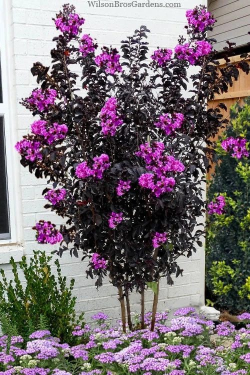 Black Diamond 'Purely Purple' Crape Myrtle Tree (Multi Trunk) - 7 Gallon Pot 3 Black Diamond 'Purely Purple' Crape Myrtle Tree (Multi Trunk) - 7 Gallon Pot