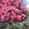 Sioux Pink Crape Myrtle Tree (Single Trunk) - 5 Gallon Pot 1 Sioux Pink Crape Myrtle Tree (Single Trunk) - 5 Gallon Pot -Garden Plants Shop lagerstroemia indica sioux crape myrtle standard single trunk 1