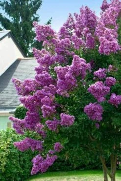Twilight Purple Crape Myrtle - 7 Gallon Pot (4-5') -Garden Plants Shop lagerstroemia indica twilight purple crape myrtle tree 1