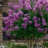 Twilight Purple Crape Myrtle - 1 Gallon Pot -Garden Plants Shop lagerstroemia indica twilight purple crape myrtle tree 101 1