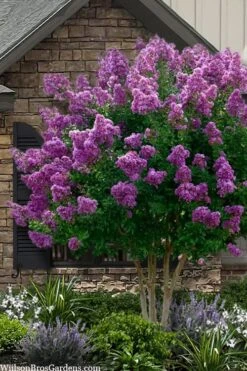 Twilight Purple Crape Myrtle - 1 Gallon Pot