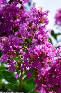 Twilight Purple Crape Myrtle - 7 Gallon Pot (4-5') -Garden Plants Shop lagerstroemia indica twilight purple crape myrtle tree 102