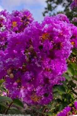 Twilight Purple Crape Myrtle - 7 Gallon Pot (4-5') -Garden Plants Shop lagerstroemia indica twilight purple crape myrtle tree 103