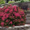 My Fair Myrtle Crape Myrtle (Lagerstroemia) - 3 Gallon Pot 1 My Fair Myrtle Crape Myrtle (Lagerstroemia) - 3 Gallon Pot -Garden Plants Shop lagerstroemia my fair myrtle crape myrtle 5