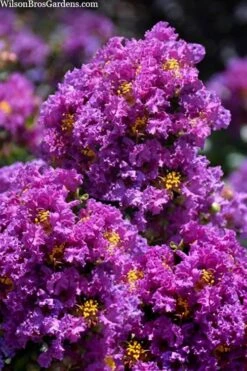 Purple Magic Crape Myrtle Tree (Multi Trunk) - 7 Gallon Pot -Garden Plants Shop lagerstroemia purple magic crape myrtle single trunk tree 5