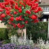 Ruffled Red Magic Crape Myrtle Tree (Single Trunk) - 7 Gallon Pot (5-6') -Garden Plants Shop lagerstroemia ruffled red magic crape myrtle single trunk tree 2