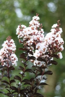 Thunderstruck White Lightning Crape Myrtle - 6 Pack Of 1 Gallon Pots -Garden Plants Shop lagerstroemia thunderstruck white lightning crape myrtle 2
