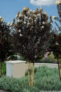 Thunderstruck White Lightning Crape Myrtle - 6 Pack Of 1 Gallon Pots -Garden Plants Shop lagerstroemia thunderstruck white lightning crape myrtle 3