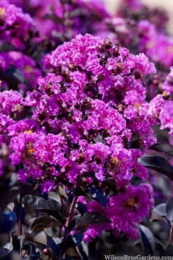Black Diamond 'Purely Purple' Crape Myrtle - 2 Gallon Pot 9 Black Diamond 'Purely Purple' Crape Myrtle - 2 Gallon Pot -Garden Plants Shop lagestroemia indica purely purple black diamond crape myrtle 1