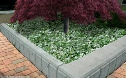 Purple Dragon Lamium - 6 Pack Of Pint Pots -Garden Plants Shop lamium maculatam white nancy spotted dead nettle 105