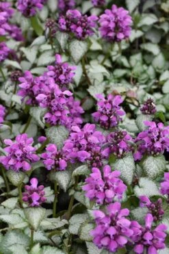 Purple Dragon Lamium - 6 Pack Of Pint Pots -Garden Plants Shop lamium maculatum purple dragon 3