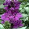 Purple Dragon Lamium - 6 Pack Of Pint Pots -Garden Plants Shop lamium maculatum purple dragon 5