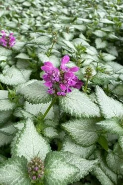 Purple Dragon Lamium - 6 Pack Of Pint Pots -Garden Plants Shop lamium maculatum purple dragon 7