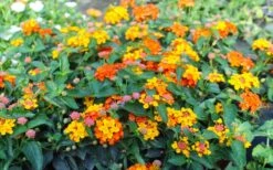 Sonset Hardy Lantana - 1 Gallon Pot -Garden Plants Shop lantana sonset 105