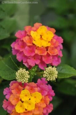 Sonset Hardy Lantana - 1 Gallon Pot -Garden Plants Shop lantana sonset 20