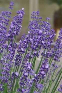 Big Time Blue Lavender - 6 Pack Of 1 Gallon Pots -Garden Plants Shop lavandula angustifolia big time blue lavender 1
