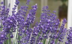 Big Time Blue Lavender - 6 Pack Of 1 Gallon Pots -Garden Plants Shop lavandula angustifolia big time blue lavender 3