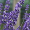 Big Time Blue Lavender - 6 Pack Of 1 Gallon Pots -Garden Plants Shop lavandula angustifolia big time blue lavender 4