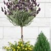 Anouk Spanish Lavender Tree (Single Stem) - 3 Gallon Pot -Garden Plants Shop lavandula anouk tree form 1