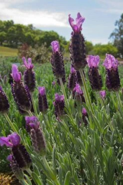 Anouk Spanish Lavender Tree (Single Stem) - 3 Gallon Pot 11 Anouk Spanish Lavender Tree (Single Stem) - 3 Gallon Pot -Garden Plants Shop lavandula stoechas anouk spanish lavender 4