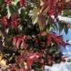 Red Tip Coastal Leucothoe - 1 Gallon Pot -Garden Plants Shop leucothoe axillaris red tip coastal 2