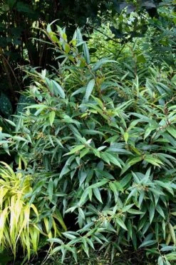 Red Tip Coastal Leucothoe - 1 Gallon Pot -Garden Plants Shop leucothoe axillaris red tip coastal 5