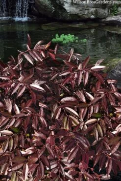 Rejoyce Coast Leucothoe (Leucothoe Axillaris) - 3 Gallon Pot -Garden Plants Shop leucothoe axillaris rejoyce 3