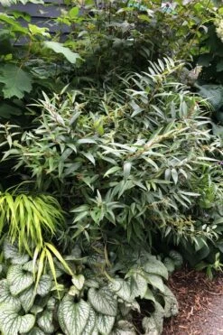 Rejoyce Coast Leucothoe (Leucothoe Axillaris) - 3 Gallon Pot -Garden Plants Shop leucothoe axillaris rejoyce 7