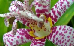 Miyazaki Toad Lily (Tricyrtus Hirta) - 1 Gallon Pot -Garden Plants Shop lily toad miyazaki 2 800x500 1
