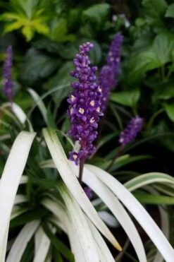 Okina Liriope (Frosted Monkey Grass) - 6 Pack Of 1 Gallon Pots -Garden Plants Shop liriope muscari okina lilyturf 4