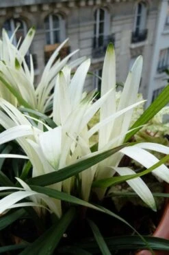 Okina Liriope (Frosted Monkey Grass) - 6 Pack Of 1 Gallon Pots -Garden Plants Shop liriope muscari okina lilyturf 5